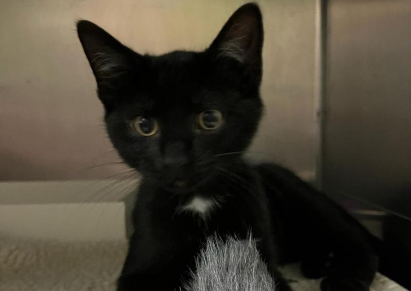 Meadowlands Veterinary Hospital Washington Veterinary Hospital